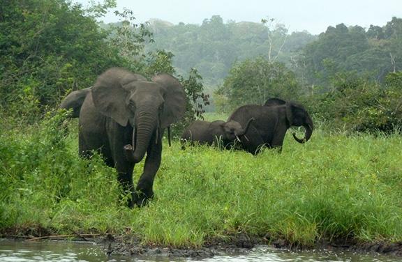 Forest Elephant Duke
