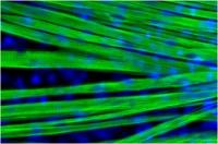 Muscle Fibers