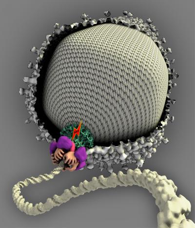 Structure of a 'Molecular Motor'