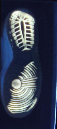 Right Footprint 