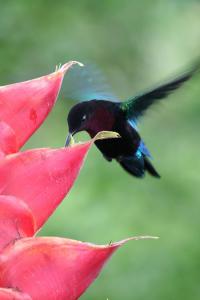 Male Purple-throated Carib feeding