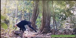 Researchers reveal the strategies of savanna chimpanzees for capturing and feeding on army ants