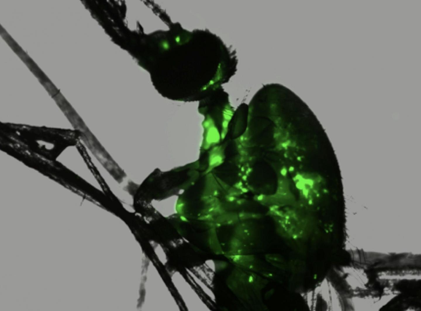 Infected Mosquito