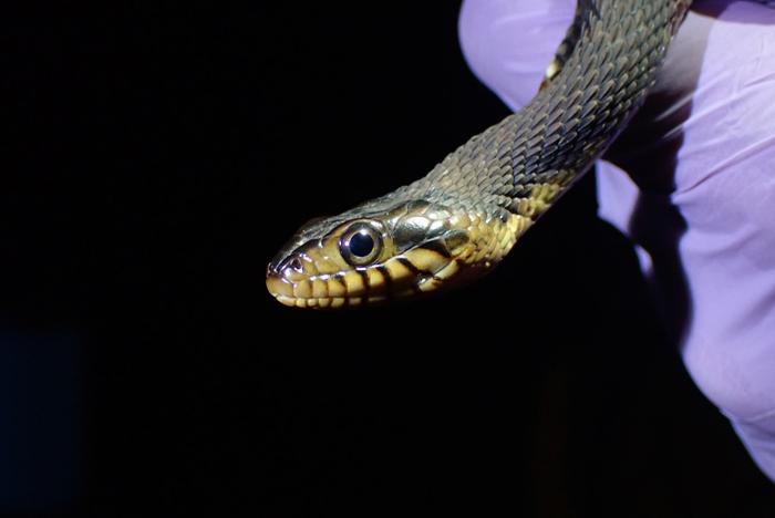 Wild snakes at risk of infection