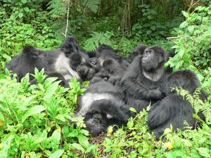 A family of mountain gorillas resting together