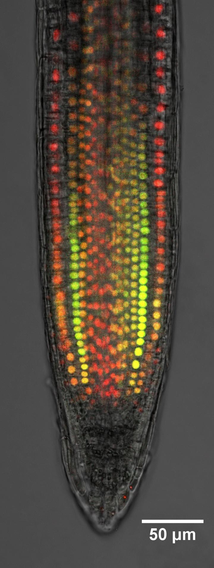A Growing Root Observed by the Research Team