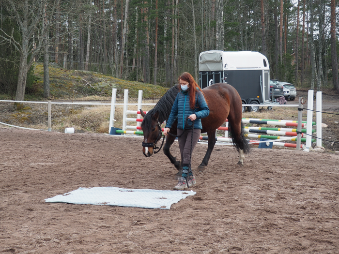 Horse and an unfamiliar surface