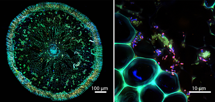 Die Symbiose unter dem Mikroskop
