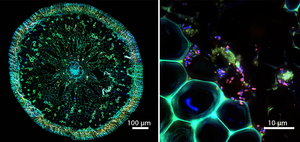 Die Symbiose unter dem Mikroskop