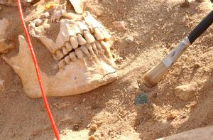 Skull of a soldier from Napoleon's army