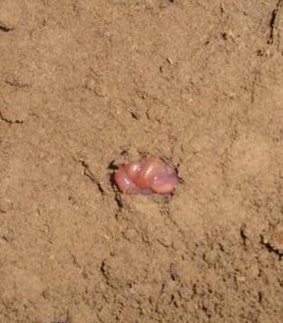 Earthworm in Estivation