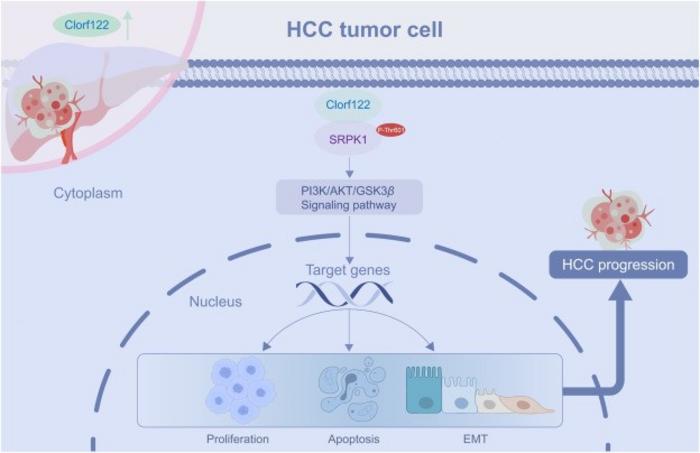 A proposed model explaining the biological function of C1orf122 in the progression of HCC.