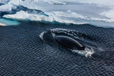 Mink Whale