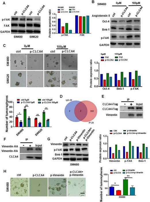 CLCA4 suppressed colorectal cancer stem cell expansion by interacting with vimentin to suppress FAK signaling pathways.