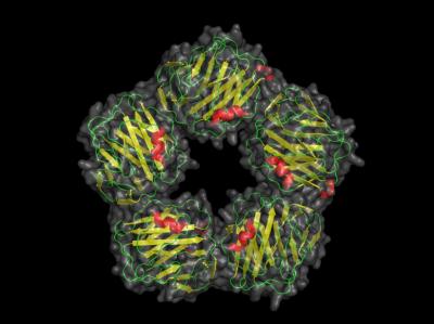 C-Reactive Protein