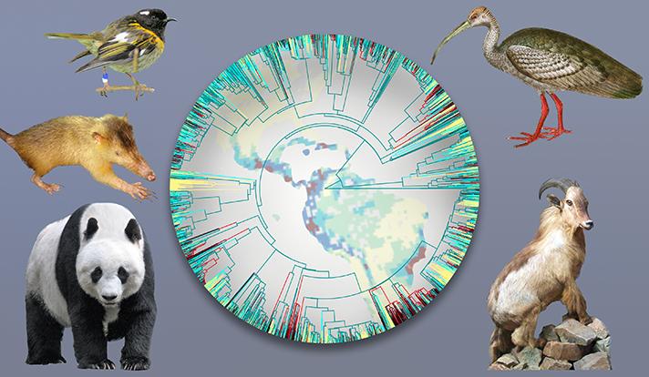 Conservation Gains