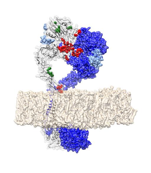 Cancer Drivers Identified by Mutations in Protein-Protein Interfaces