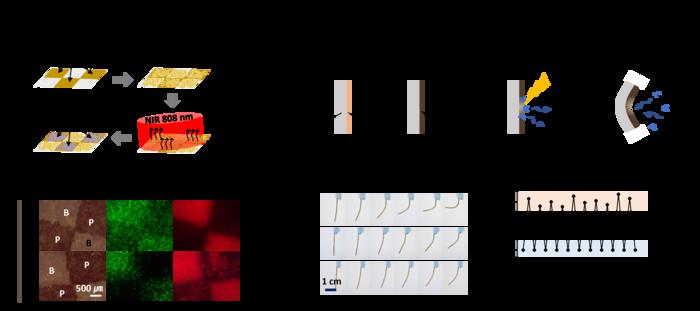 Site-specific fabrication of a melanin-like pigment through spatially confined progressive assembly on an initiator-loaded template