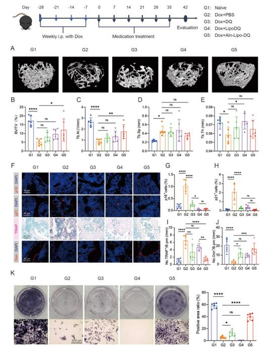 Fig. 4. Targeted clearance of senescent cells in bone tissue alleviates chemotherapy-induced osteoporosis.
