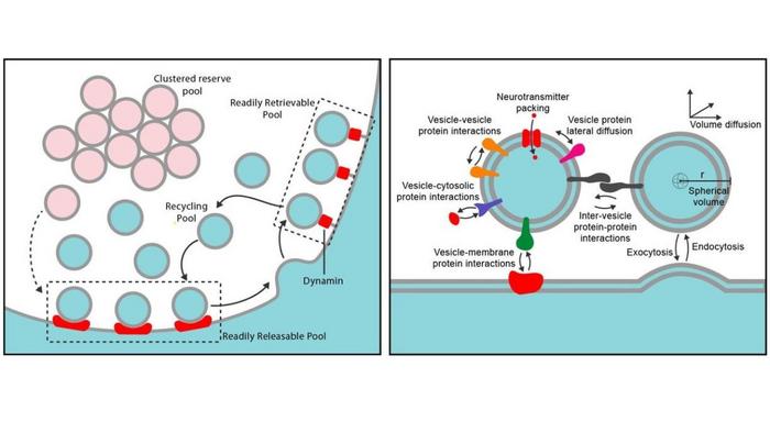 The vesicle cycle and relevant vesicle interactions