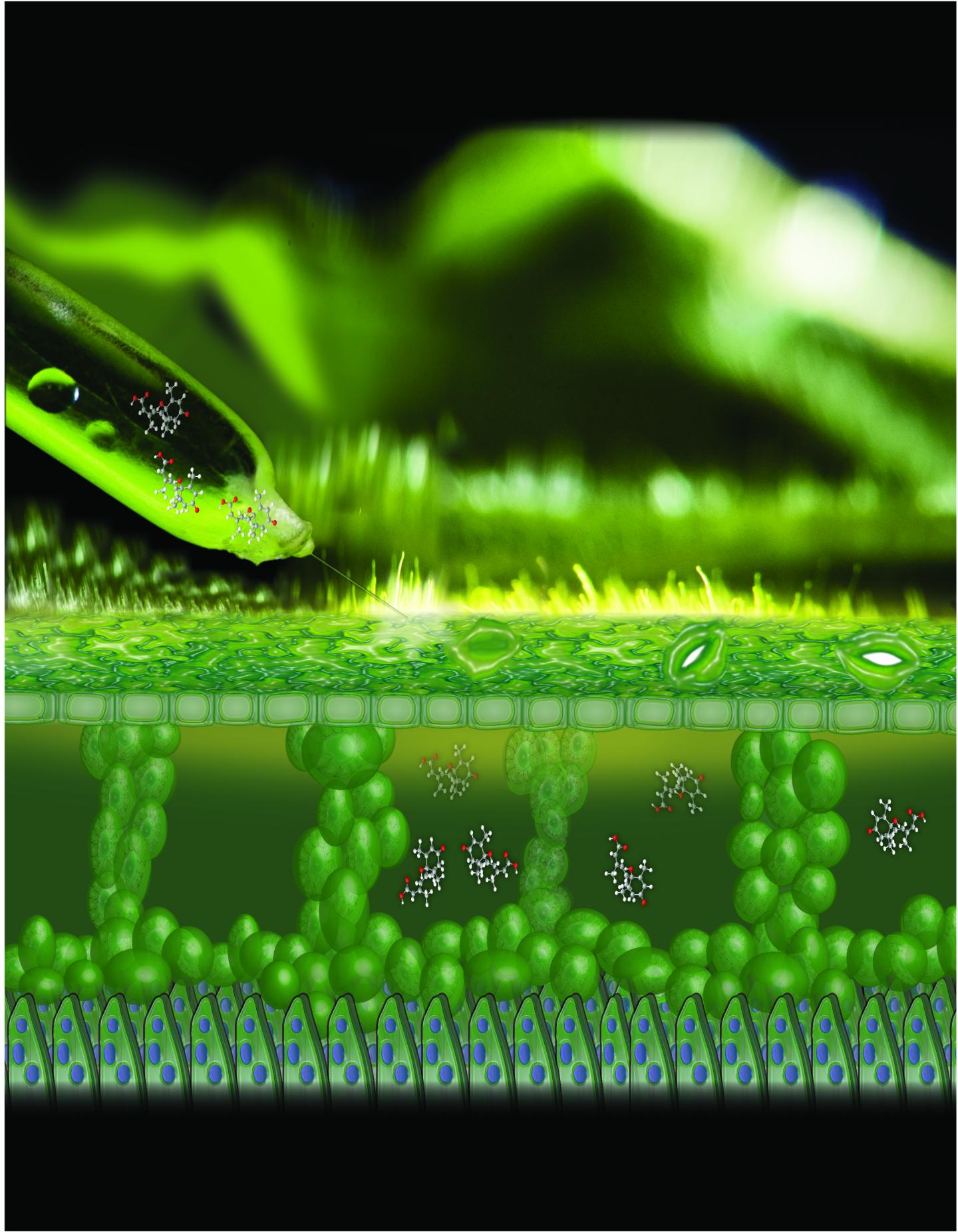Ion Pump in Plant