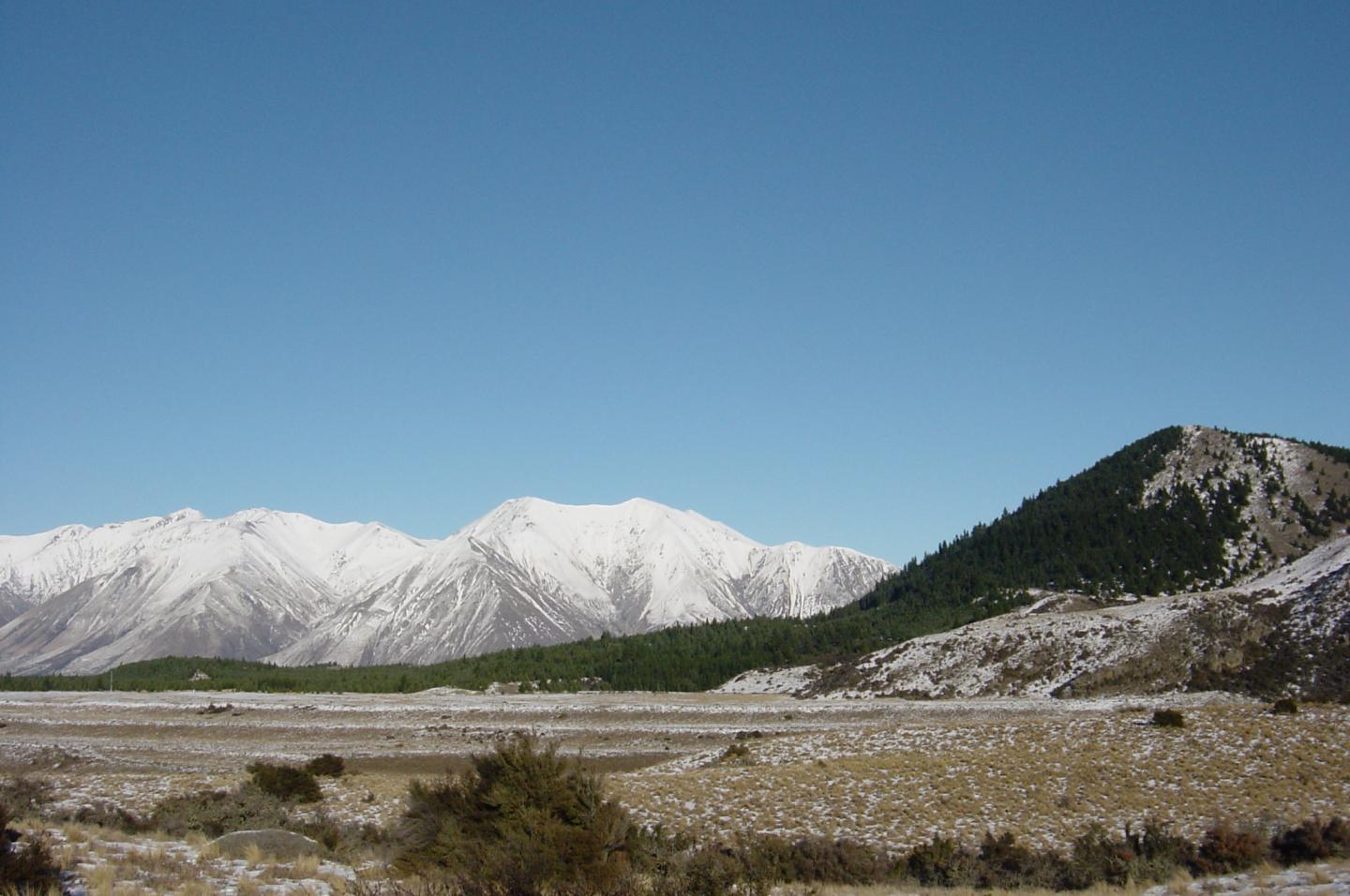 Pinus Nigra