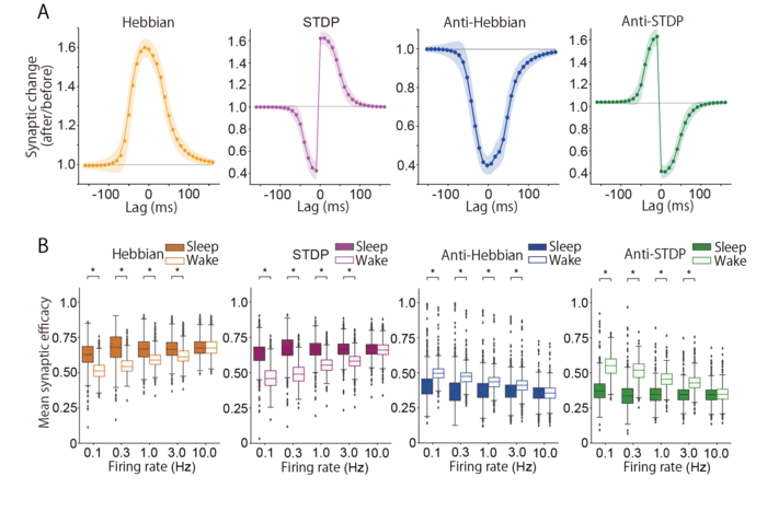 Comparison of synaptic strength during sleep and wakefulness (Firing rate in wakefulness = Firing rate in sleep)