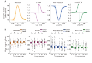 Comparison of synaptic strength during sleep and wakefulness (Firing rate in wakefulness = Firing rate in sleep)