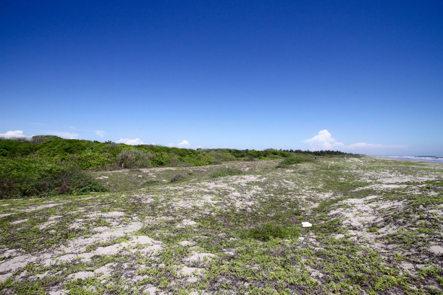 Fixed sand dunes along the Acaponeta Riverdelta