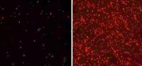 Effect of Bound AMPs from Fish Gills on <i>E. coli.</i>