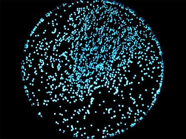 Quorum Sensing