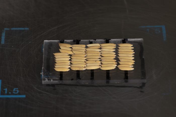 Seed rice in hull for X-ray imaging