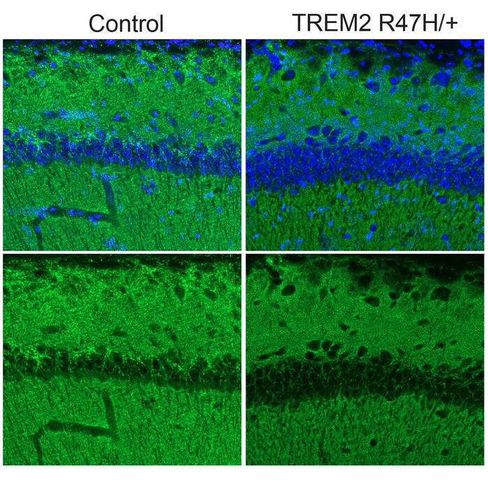Reduced synapses