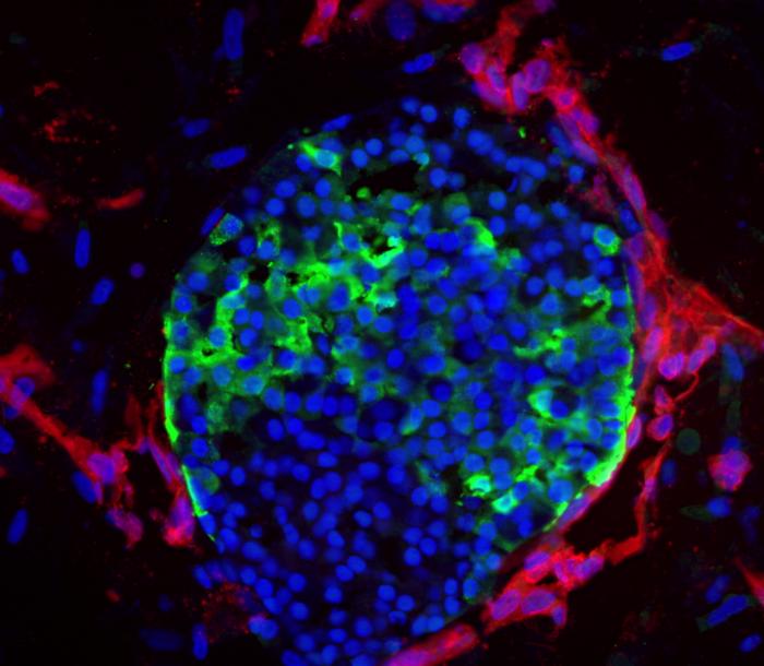 Vascularized islet cells