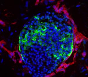 Vascularized islet cells