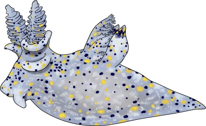 Thecacera sesama sp. nov., hand-drawn on a tablet by Chen-Lu Lee