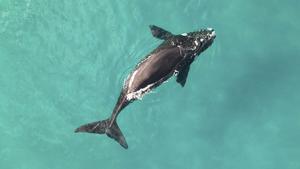 Southern right whale