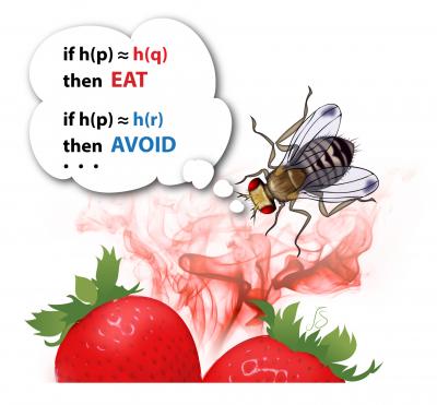 Fruit Fly Search Illustration