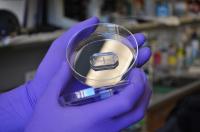 Organs-on-Chips