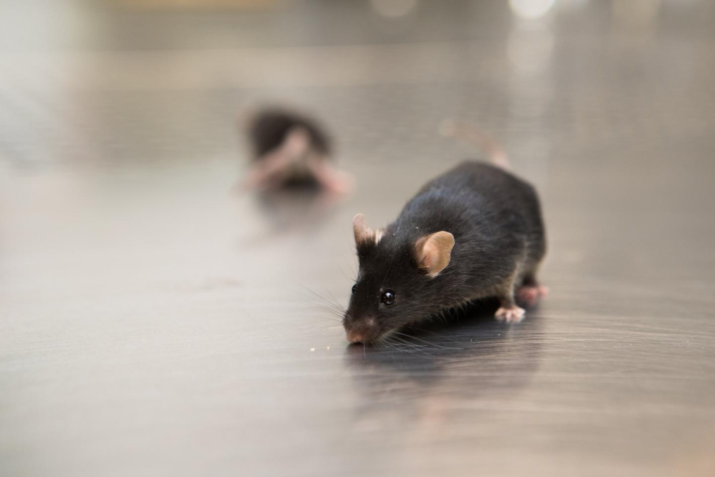Mouse in the Lab