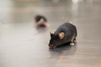 Mouse in the Lab