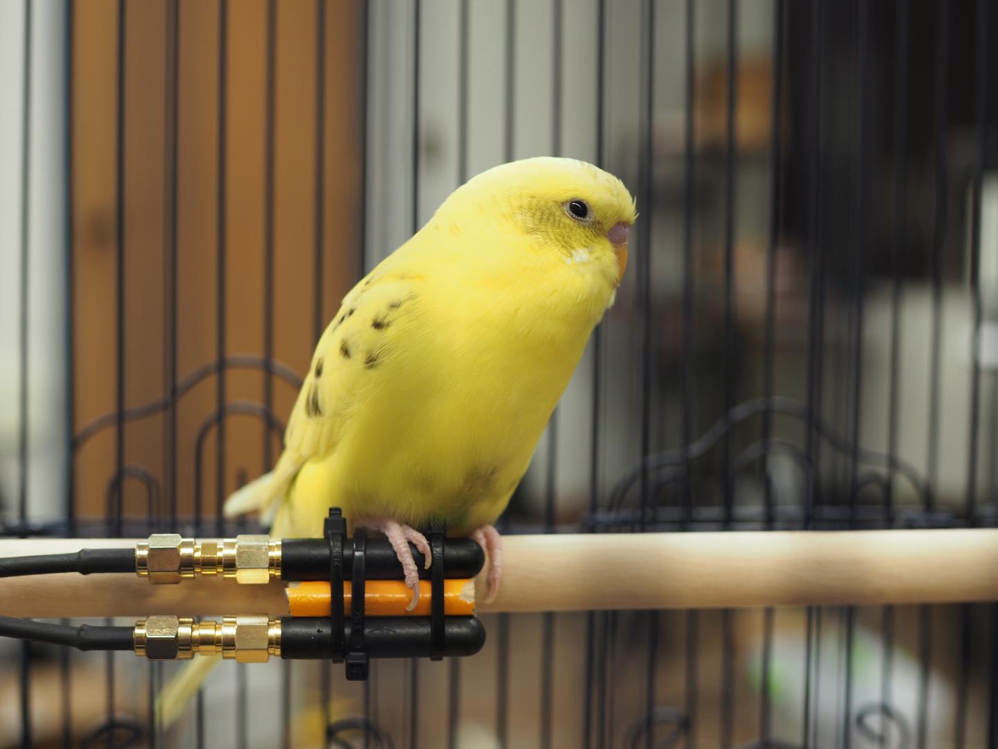 Noninvasive Way to Measure Vital Signs of Small, Conscious Animals (2 of 11)