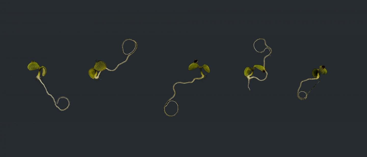 Disrupted growth process of plants