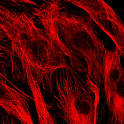 Microtubules
