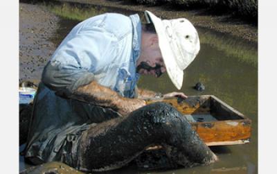 Parasites Outweigh Predators in Pacific Coast Estuaries (2 of 2)