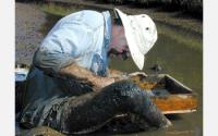 Parasites Outweigh Predators in Pacific Coast Estuaries (2 of 2)