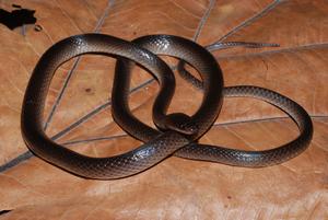 Slashi snake