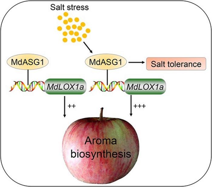 Proposed model for MdASG1 modulation of aroma compound biosynthesis in apples.