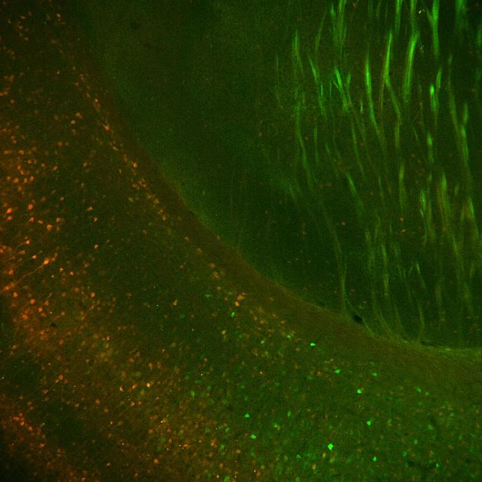 Deep layer neurons mouse brain