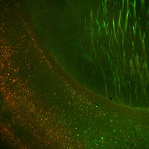 Deep layer neurons mouse brain